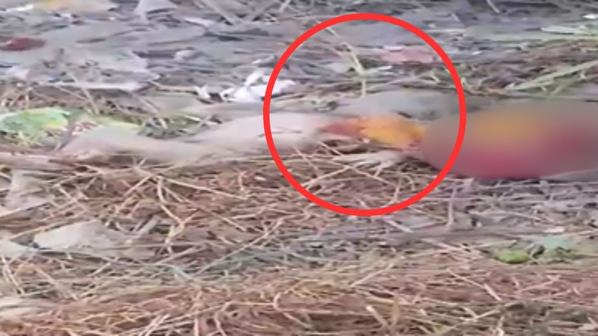 सहारनपुर की झाड़ियों में मिला नवजात शिशु का शव, उसकी बॉडी का हो चुका था ये हाल