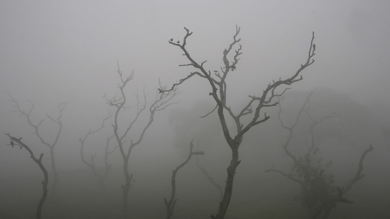 UP Weather Update: ठंड ने पकड़ी रफ्तार, अब ऐसा हो जाएगा मौसम... आज यूपी के इन 10+ जिलों में पड़ सकता है कोहरा UP Weather