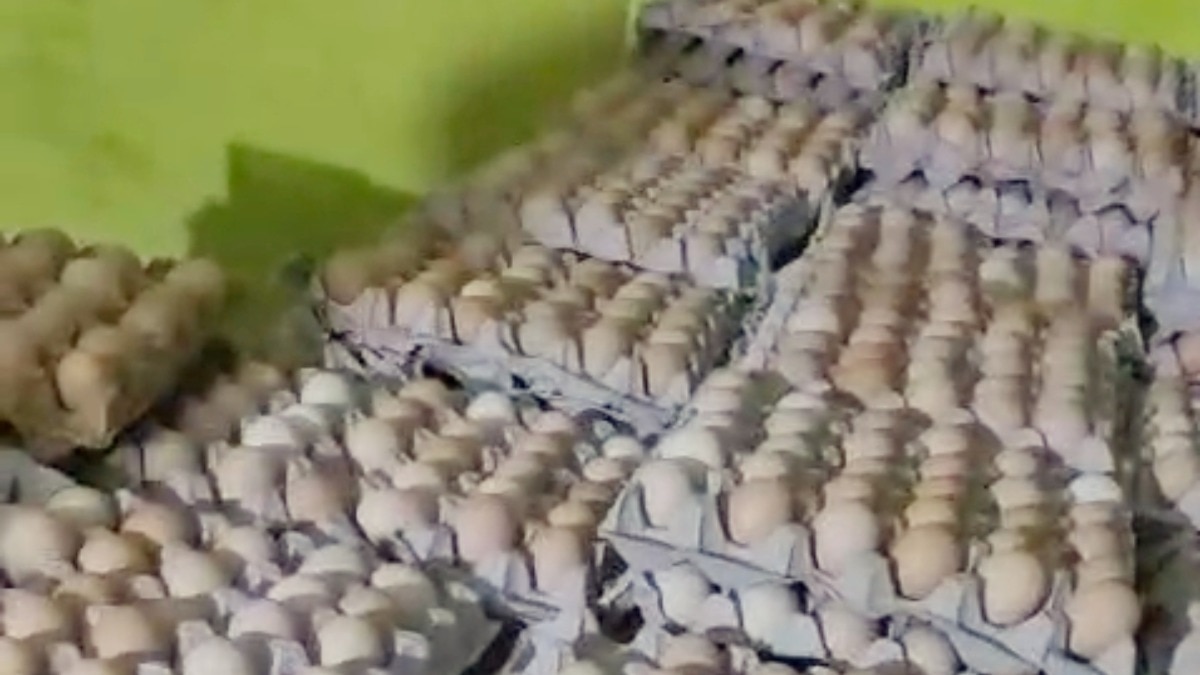 Moradabad, Moradabad news, Moradabad viral news, Moradabad fake eggs, fake eggs, artificial color eggs, desi eggs fraud, food safety raid, Moradabad news, egg warehouse sealed, health risk eggs, food department action, colored eggs seized, fake egg racket