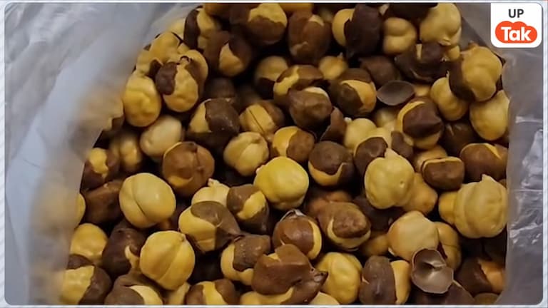 मार्केट का भुना चना खा रहे तो रुक जाइए, जा सकती है जान! गोरखपुर में 750 बोरी में मिले सिंथेटिक डाई वाले चने UP Tak