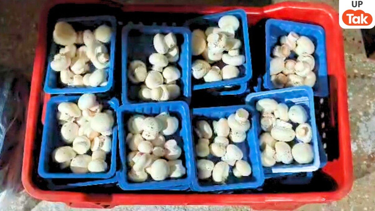 गिरेंद्र पाल सिंह ने औरैया में बना दिया बटन मशरूम प्लांट, एक दिन की पैदावार और कमाई जान आप चौंक जाएंगे UP Tak