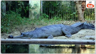 लखनऊ के कुकरैल रिजर्व फॉरेस्ट में नाइट सफारी, प्ले स्टेशन, ओपन जिम... देखिए कैसे बदल रही इसकी तस्वीर UP Tak