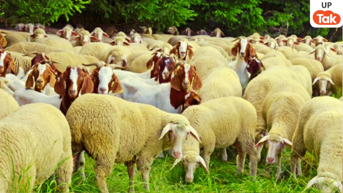 lucknow sheep death news, 170 sheep died in lucknow, prerna sthal lucknow incident, sheep died after eating rotten food, livestock death lucknow, animal death up news, cm yogi took cognizance,