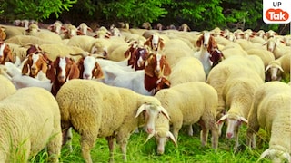 लखनऊ में राष्ट्रीय प्रेरणा स्थल के पास मरी मिली 170 भेड़, क्या हुआ इनके साथ? सीएम योगी ने दिए ये आदेश UP Tak