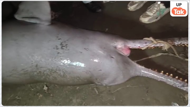 कानपुर में गंगा के तट पर मिला डॉल्फिन का शव, कैसे हुई मौत... इसकी हाईट जान चौंक जाएंगे UP Tak