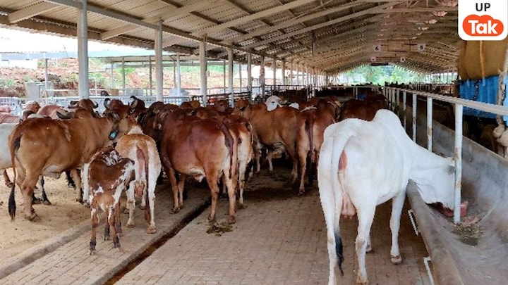 4366 गौशाला पर CCTV निगरानी, तिरपाल से लेकर काउ-कोट की व्यवस्था, यूपी में ठंड में इस तरह हो रही गौसेवा UP Tak