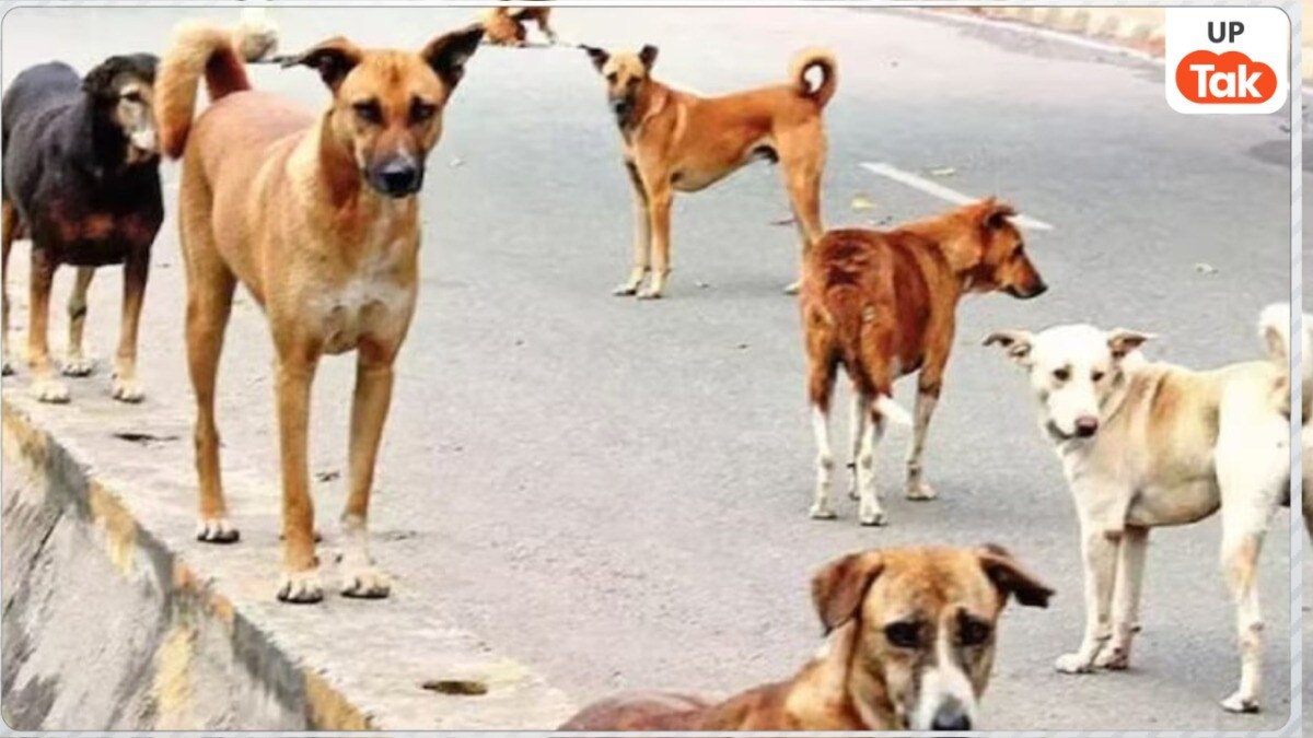 संभल में आवारा कुत्तों के झुंड ने मासूम रिया को दी दर्दनाक मौत! उसके हाथ के साथ किया ये काम Dog attack a girl