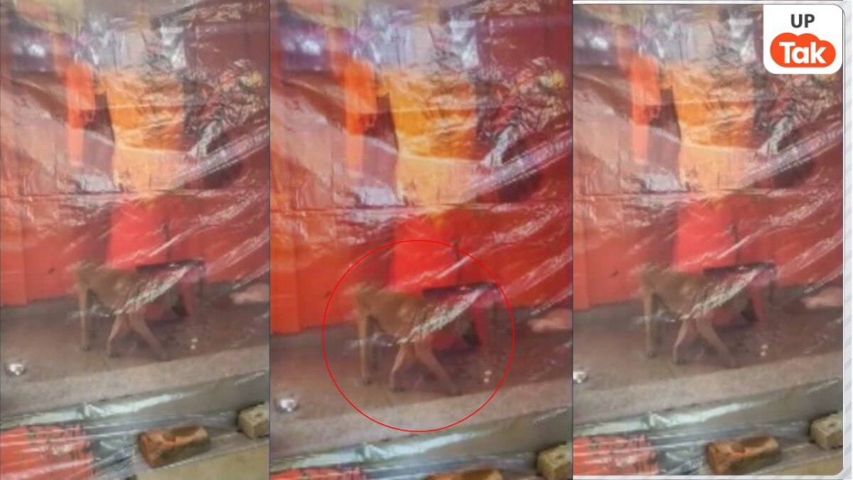 Bijnor viral video of dog