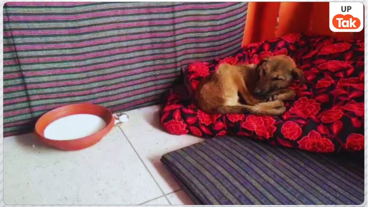 Dog Viral Video of Bijnor