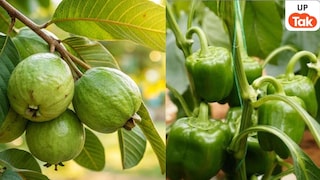 अमरूद और शिमला मिर्च की खेती कर अयोध्या के राजित राम कमा रहे लाखों रुपये, जानिए उनका फॉर्म्युला UP Tak