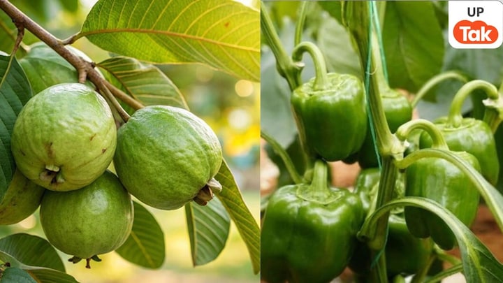 अमरूद और शिमला मिर्च की खेती कर अयोध्या के राजित राम कमा रहे लाखों रुपये, जानिए उनका फॉर्म्युला UP Tak