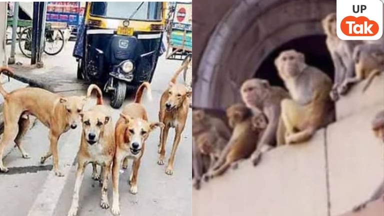 सुप्रीम कोर्ट के निर्देश के बाद भी नगर में सड़कों पर कुत्तों और छतों पर बंदरों का आतंक बरकरार UP Tak