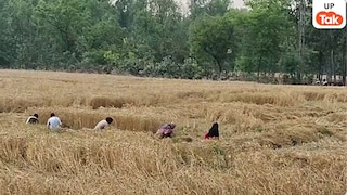 Moradabad Weather Impact: मुरादाबाद में मौसम की मार, गेहूं कटाई के बीच बारिश का खतरा, किसानों की बढ़ी चिंता UP Tak