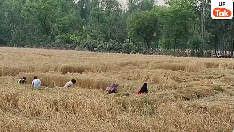 Moradabad Weather Impact: मुरादाबाद में मौसम की मार, गेहूं कटाई के बीच बारिश का खतरा, किसानों की बढ़ी चिंता UP Tak