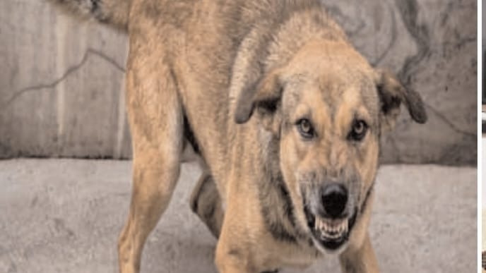 Bareilly Dog Menace: बरेली में खूंखार आवारा कुत्ते का आतंक! एक ही परिवार के तीन लोगों को काटा, मोहल्ले में दहशत