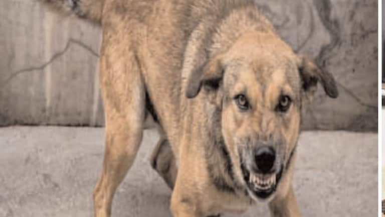 Bareilly Dog Menace: बरेली में खूंखार आवारा कुत्ते का आतंक! एक ही परिवार के तीन लोगों को काटा, मोहल्ले में दहशत UP Tak
