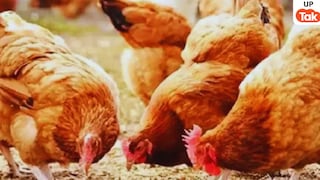 कवि यादव के डीजे की तेज आवाज से साबिर अली की 150 मुर्गियां मर गईं! अब उसने DJ मालिक के साथ ये किया Sultanpur, Sultanpur News, Sultanpur viral news, up news, सुल्तानपुर