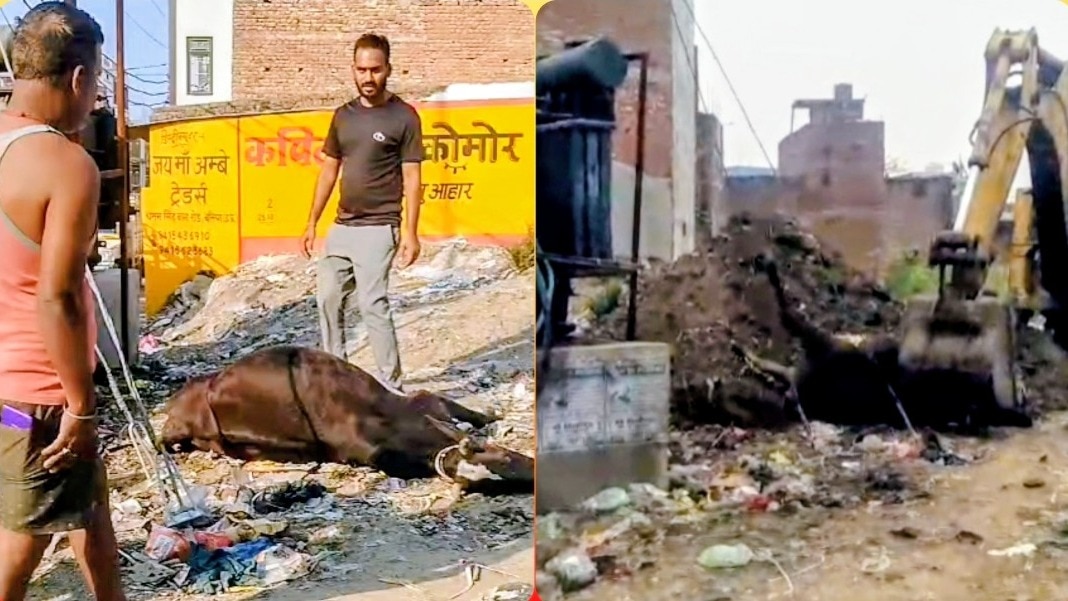 Ballia Viral Video: बलिया में बस्ती के बीच मृत गाय को जेसीबी से दफनाया, वीडियो वायरल से मचा बवाल