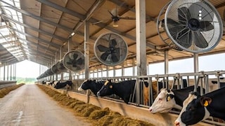 गौशालाओं में सख्ती: 15 मई के बाद लखनऊ से औचक निरीक्षण, पारदर्शिता के लिए नई व्यवस्था लागू Bareilly News