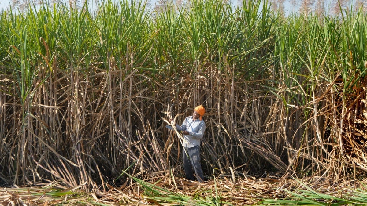 UP agriculture development