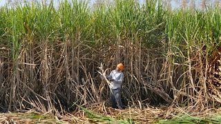 Opinion: गन्ना किसानों को 3.22 लाख करोड़ का रिकॉर्ड भुगतान, महाराष्ट्र-कर्नाटक को पछाड़ यूपी बना अव्वल UP agriculture development
