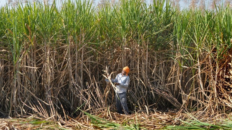 Opinion: गन्ना किसानों को 3.22 लाख करोड़ का रिकॉर्ड भुगतान, महाराष्ट्र-कर्नाटक को पछाड़ यूपी बना अव्वल UP agriculture development