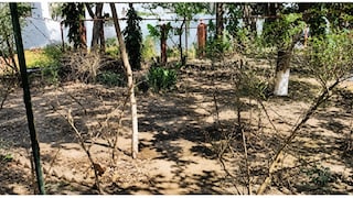 Raebareli Environment Crisis: रायबरेली में पर्यावरण पर संकट, AQI पहुंचा 97, लाखों पेड़ों की कटाई से बढ़ा खतरा Raebareli AQI Report