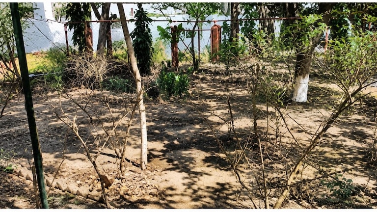 Raebareli Environment Crisis: रायबरेली में पर्यावरण पर संकट, AQI पहुंचा 97, लाखों पेड़ों की कटाई से बढ़ा खतरा Raebareli AQI Report