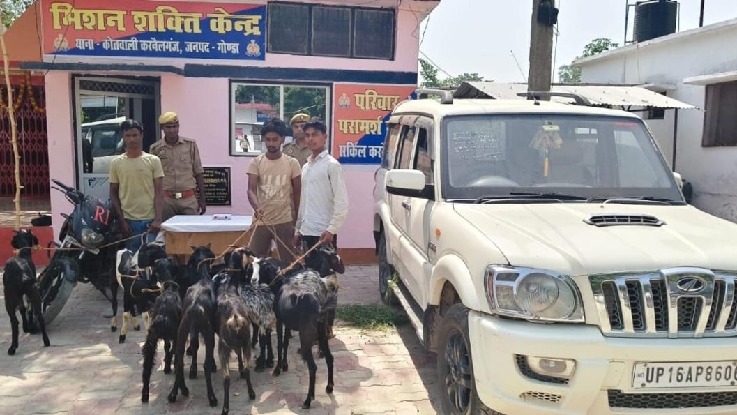 Gonda Bakri Gang: स्कॉर्पियो में घूमता था 'बकरी गैंग', कर्नलगंज पुलिस ने किया पर्दाफाश, 9 बकरियां बरामद