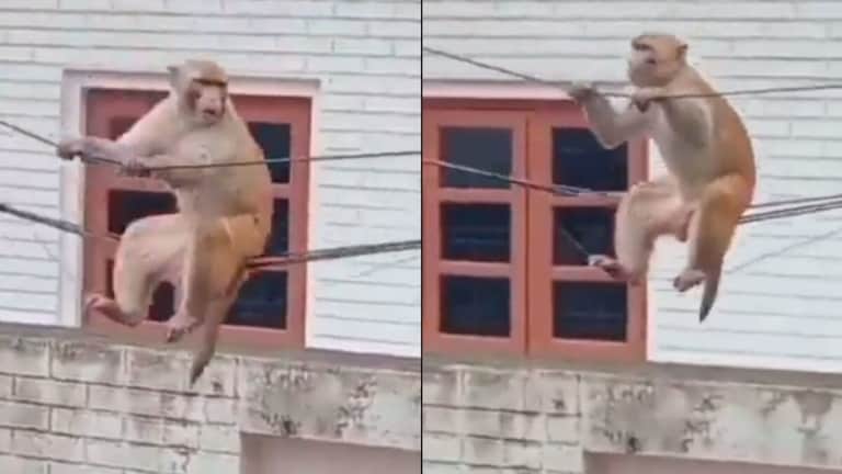 मथुरा में बंदरों की दहशत, लोग बोले- अब घरों से निकलना भी मुश्किल Mathura monkey menace