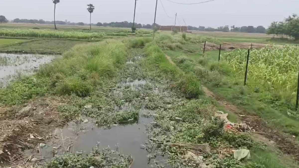 Ghazipur News: नहर की सफाई न होने से किसानों में आक्रोश, धान की नर्सरी हुई बर्बाद; डीएम से लगाई गुहार