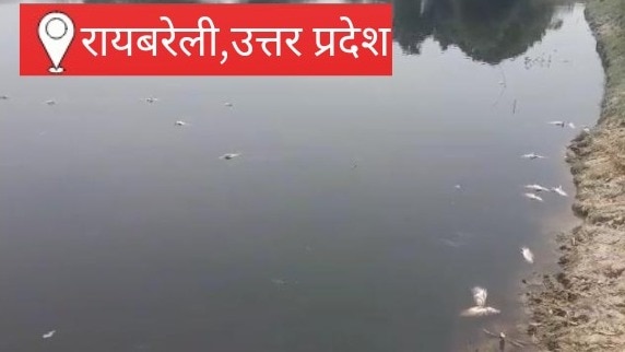  तालाब में संदिग्ध परिस्थितियों में मरीं लाखों की मछलियां, जहरीला पदार्थ डालने का आरोप, जांच में जुटी पुलिस