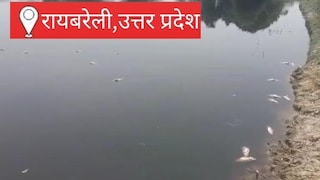 Raebareli News: तालाब में संदिग्ध परिस्थितियों में मरीं लाखों की मछलियां, जहरीला पदार्थ डालने का आरोप, जांच में जुटी पुलिस तालाब में संदिग्ध परिस्थितियों में मरीं लाखों की मछलियां, जहरीला पदार्थ डालने का आरोप, जांच में जुटी पुलिस