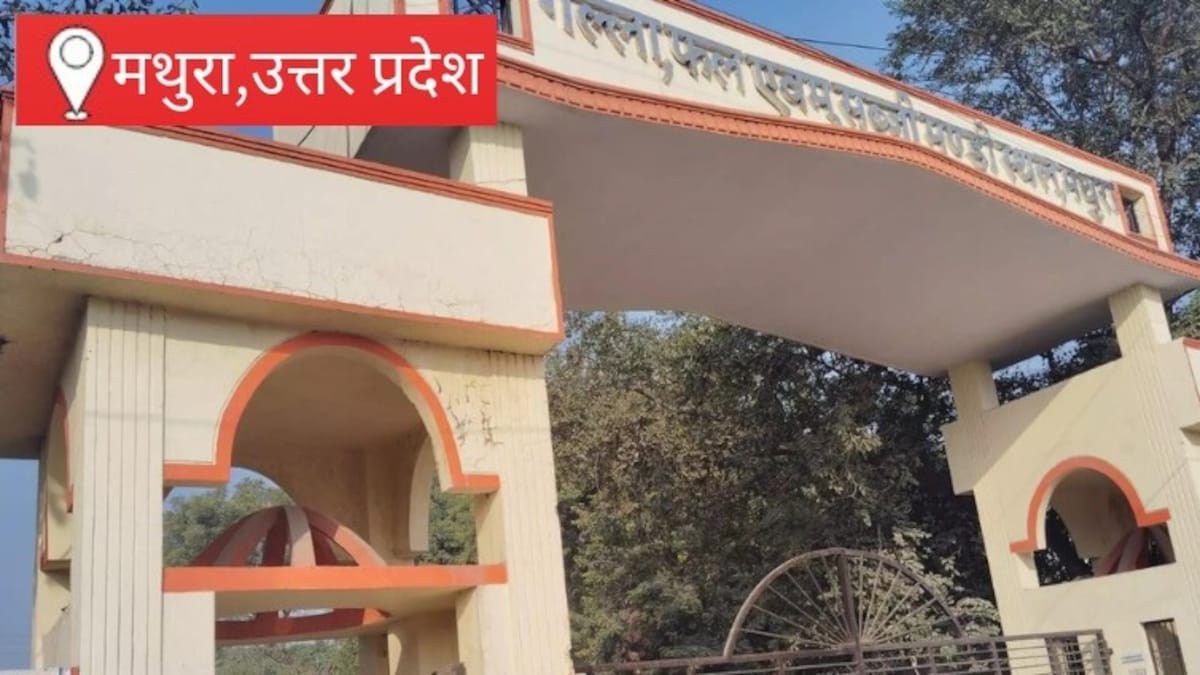 Mathura Mandi Bhav 30 June: मथुरा बड़ी मंडी, खाद्य सामग्री के बाजार में सामान्य कारोबार, दालों में मजबूती, आटा-चावल के भाव स्थिर मथुरा बड़ी मंडी, खाद्य सामग्री के बाजार में सामान्य कारोबार, दालों में मजबूती, आटा-चावल के भाव स्थिर