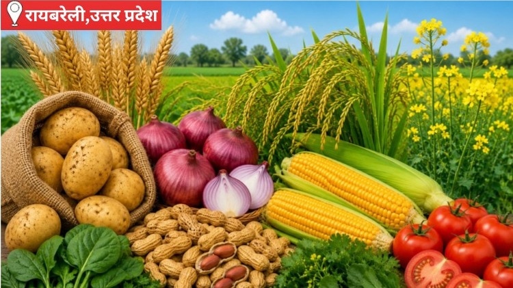 मानसून के बीच बदले फसलों के भाव, आज गेहूं-सरसों के भाव में आई मजबूती; किसानों और व्यापारियों को बेहतर दाम मिलने की उम्मीद