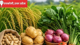 Raebareli Mandi Bhav: आज धान और मूंगफली ने किसानों को दी राहत, गेहूं और सरसों के भाव नहीं बदले, मौसम और मांग पर टिकी व्यापारियों की नजर आज धान और मूंगफली ने किसानों को दी राहत, गेहूं और सरसों के भाव नहीं बदले, मौसम और मांग पर टिकी व्यापारियों की नजर