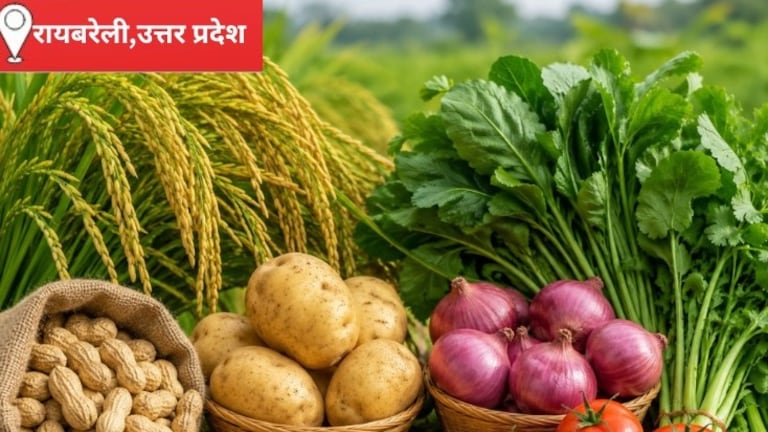 Raebareli Mandi Bhav: आज धान और मूंगफली ने किसानों को दी राहत, गेहूं और सरसों के भाव नहीं बदले, मौसम और मांग पर टिकी व्यापारियों की नजर आज धान और मूंगफली ने किसानों को दी राहत, गेहूं और सरसों के भाव नहीं बदले, मौसम और मांग पर टिकी व्यापारियों की नजर