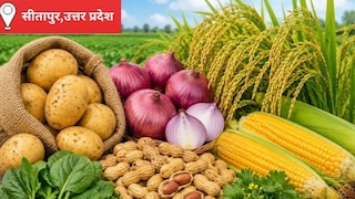 Sitapur Mandi Bhav: सीतापुर मंडी में किसानों के लिए अच्छी खबर, गेहूं ₹2,430 और टमाटर ₹3,800 तक बिका, सब्जियों के भाव में दिखा उतार-चढ़ाव सीतापुर मंडी में किसानों के लिए अच्छी खबर, गेहूं ₹2,430 और टमाटर ₹3,800 तक बिका, सब्जियों के भाव में दिखा उतार-चढ़ाव