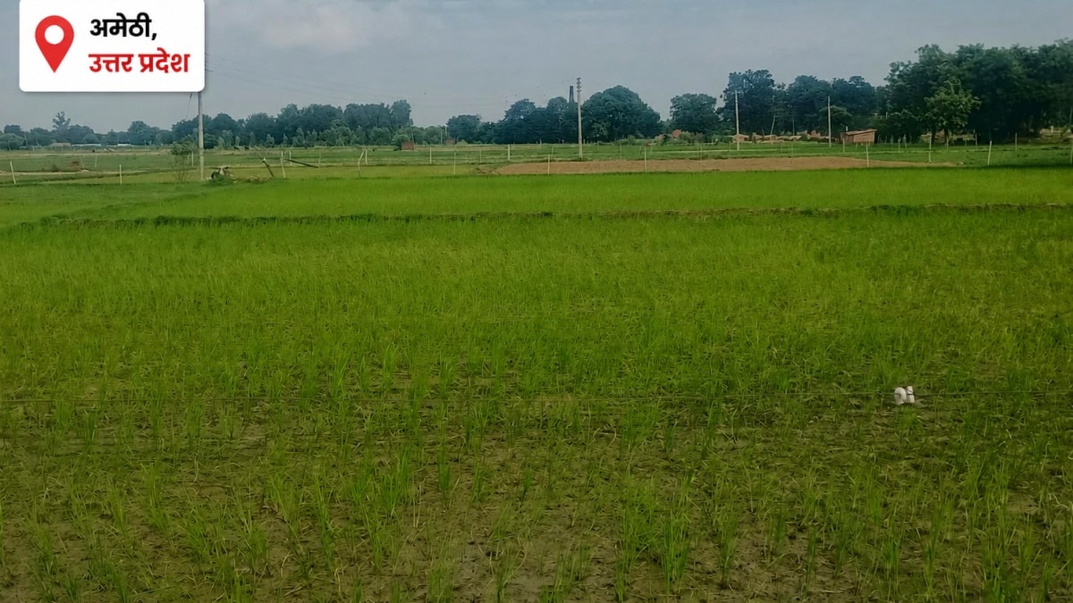 Amethi Weather Today: बारिश की बेरुखी से किसान परेशान, बढ़ती गर्मी ने बढ़ाई किसानों की परेशानी, नलकूपों के सहारे सिंचाई