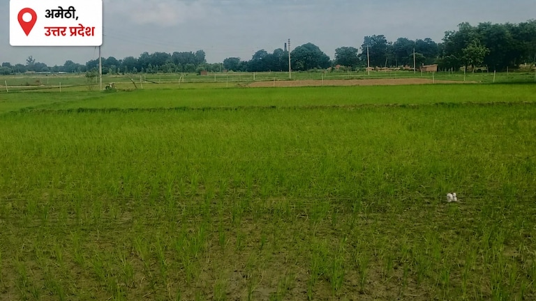 Amethi Weather Today: बारिश की बेरुखी से किसान परेशान, बढ़ती गर्मी ने बढ़ाई किसानों की परेशानी, नलकूपों के सहारे सिंचाई बारिश की बेरुखी से किसान परेशान, बढ़ती गर्मी ने बढ़ाई किसानों की परेशानी, नलकूपों के सहारे सिंचाई