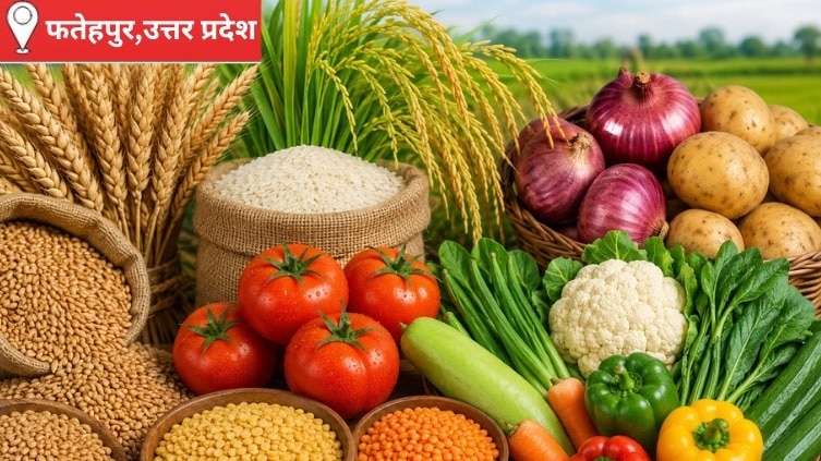 फतेहपुर मंडी के ताजा भाव जारी, जानिए आज किस भाव में बिका गेहूं, धान, प्याज और आलू