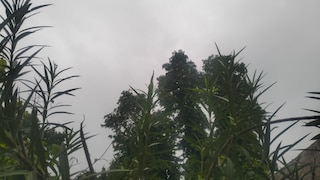Raebareli Weather Today: झमाझम बारिश के बाद रायबरेली में आज भी छाए रहे बादल, बीते दिन की बारिश से तापमान में गिरावट झमाझम बारिश के बाद रायबरेली में आज भी छाए रहे बादल, बीते दिन की बारिश से तापमान में गिरावट