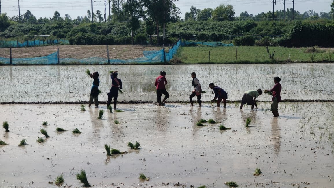  बाराबंकी में मेहरबान हुआ मानसून, झमाझम बारिश से किसानों के खिले चेहरे, खेतों में पर्याप्त पानी भरने से रोपाई का काम तेज