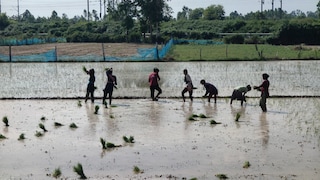 Barabanki News: बाराबंकी में मेहरबान हुआ मानसून, झमाझम बारिश से किसानों के खिले चेहरे, खेतों में पर्याप्त पानी भरने से रोपाई का काम तेज बाराबंकी में मेहरबान हुआ मानसून, झमाझम बारिश से किसानों के खिले चेहरे, खेतों में पर्याप्त पानी भरने से रोपाई का काम तेज