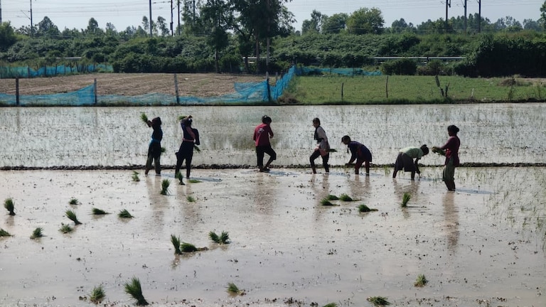 Barabanki News: बाराबंकी में मेहरबान हुआ मानसून, झमाझम बारिश से किसानों के खिले चेहरे, खेतों में पर्याप्त पानी भरने से रोपाई का काम तेज बाराबंकी में मेहरबान हुआ मानसून, झमाझम बारिश से किसानों के खिले चेहरे, खेतों में पर्याप्त पानी भरने से रोपाई का काम तेज