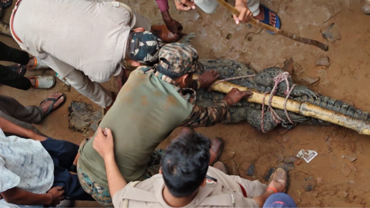 Mirzapur News: नहर से निकलकर घर में घुसने लगा 7 फीट का विशाल मगरमच्छ, कुत्तों के भौंकने से खुला राज, रेस्क्यू ऑपरेशन कैमरे में कैद नहर से निकलकर घर में घुसने लगा 7 फीट का विशाल मगरमच्छ, कुत्तों के भौंकने से खुला राज, रेस्क्यू ऑपरेशन कैमरे में कैद