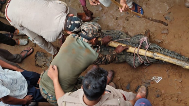 Mirzapur News: नहर से निकलकर घर में घुसने लगा 7 फीट का विशाल मगरमच्छ, कुत्तों के भौंकने से खुला राज, रेस्क्यू ऑपरेशन कैमरे में कैद नहर से निकलकर घर में घुसने लगा 7 फीट का विशाल मगरमच्छ, कुत्तों के भौंकने से खुला राज, रेस्क्यू ऑपरेशन कैमरे में कैद