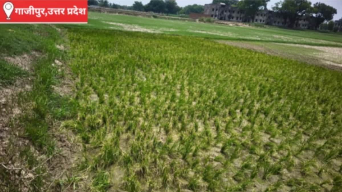 Ghazipur Weather Update: बारिश की बेरुखी से किसानों की बढ़ी चिंता, धान की रोपाई और सब्जियों की फसल पर संकट गहराया, सरकार से की राहत की मांग बारिश की बेरुखी से किसानों की बढ़ी चिंता, धान की रोपाई और सब्जियों की फसल पर संकट गहराया, सरकार से की राहत की मांग