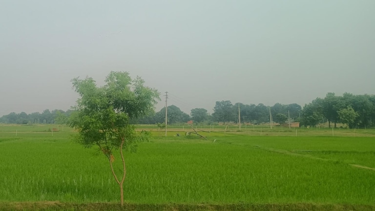 Amethi Weather News: बारिश के बाद धूप का कहर, अमेठी में धान की रोपाई के बीच उमस की मार, किसान और आमजन दोनों परेशान बारिश के बाद धूप का कहर, अमेठी में धान की रोपाई के बीच उमस की मार, किसान और आमजन दोनों परेशान