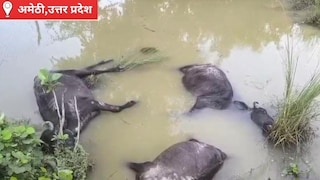 Amethi News: करंट बना काल, 11000 वोल्ट लाइन के स्टे तार में उतरा करंट, तीन भैंसों की मौत, किसान को दो लाख का नुकसान करंट बना काल, 11000 वोल्ट लाइन के स्टे तार में उतरा करंट, तीन भैंसों की मौत, किसान को दो लाख का नुकसान